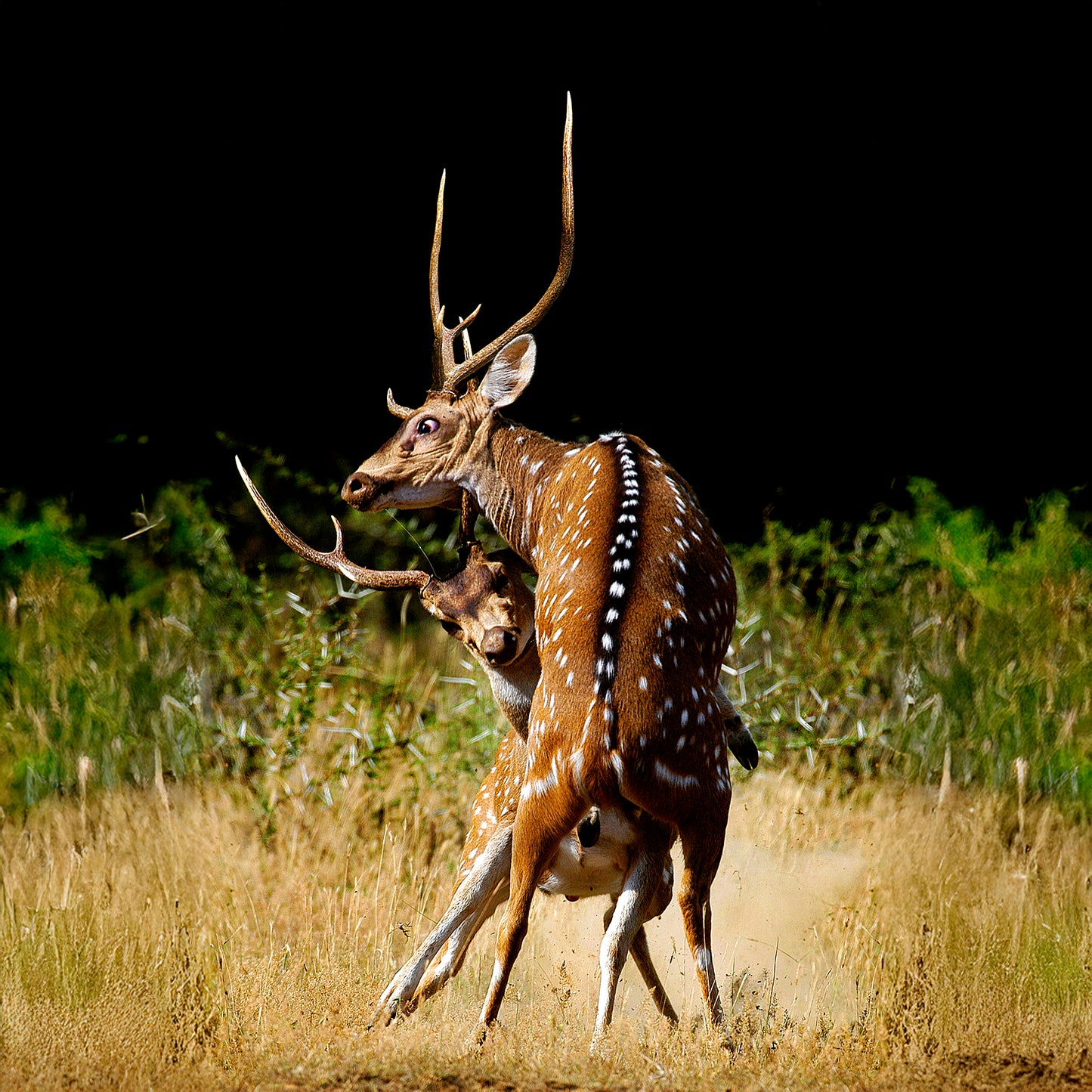 Clash of Titans: The Moment of Impact