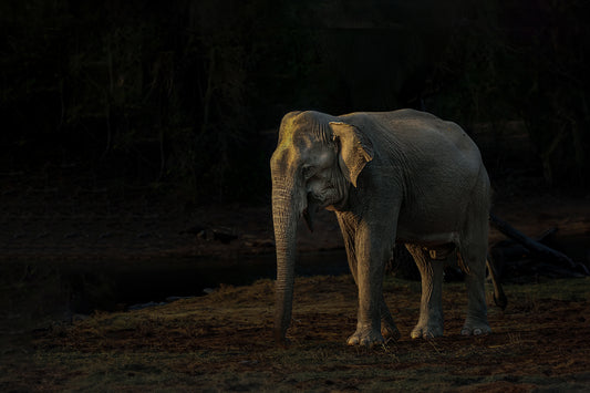 Sri Lankan Elephant