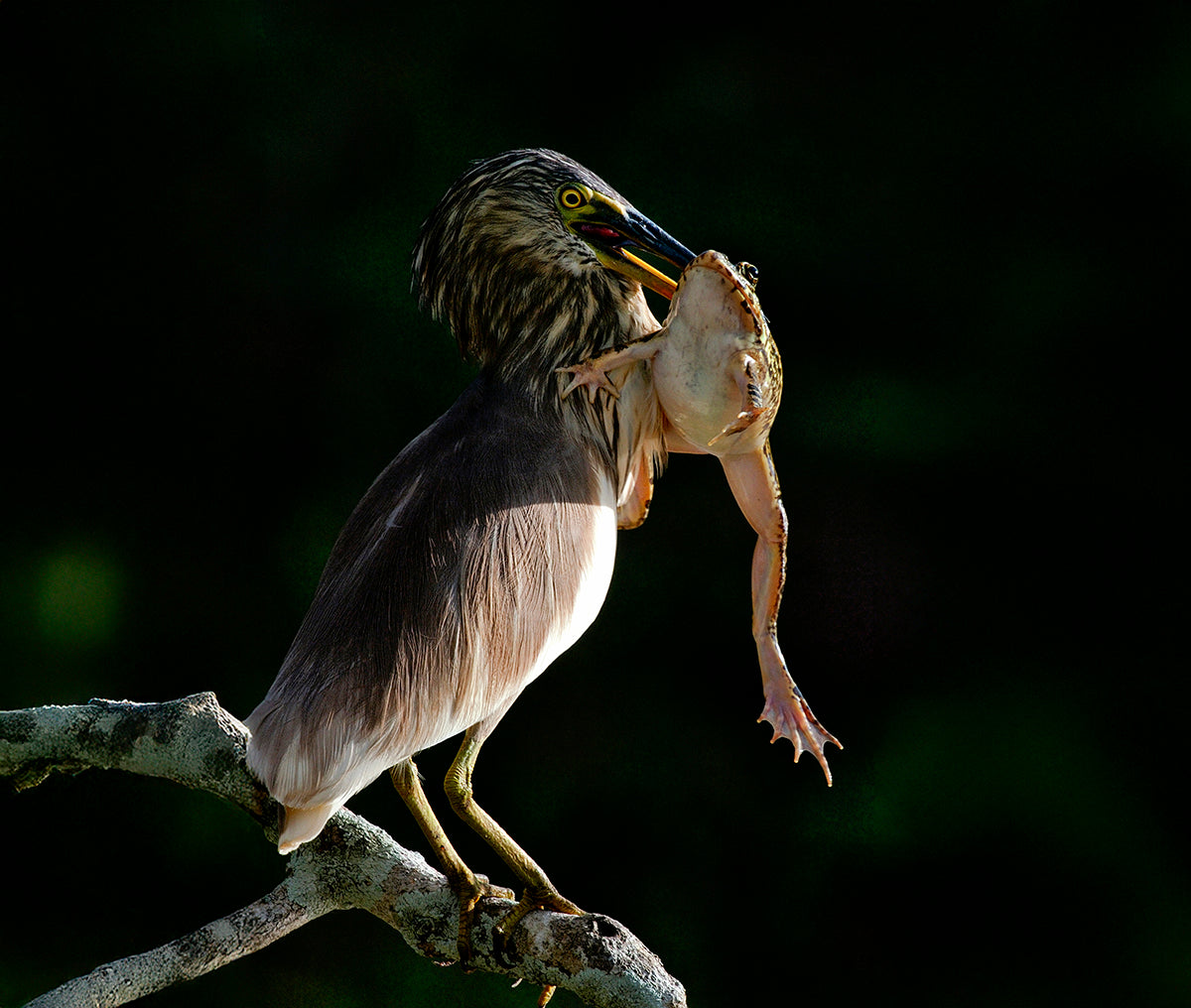 Predator and prey: the raw beauty of nature.